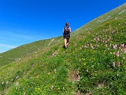 25 Pratoni fioriti di Bistorta officinalis (Bistorta)